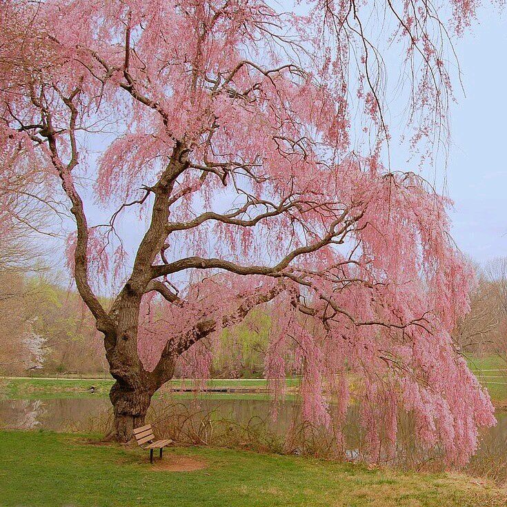 Pink Willow Weeping Tree Seeds for Planting - Image 3