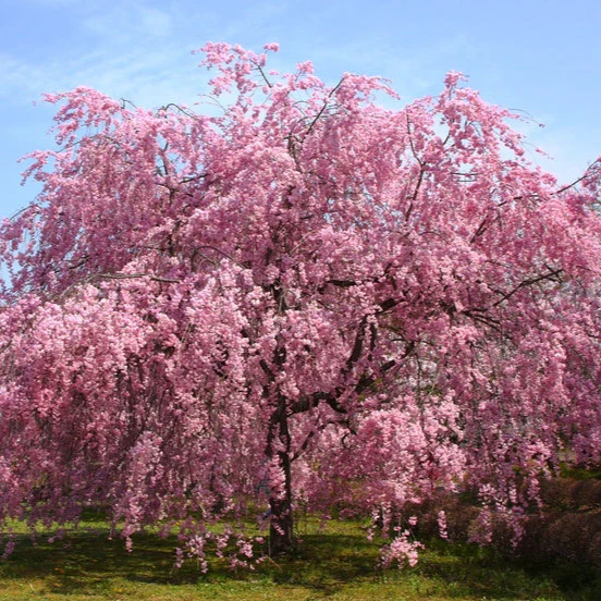 Pink Willow Weeping Tree Seeds for Planting - Image 4