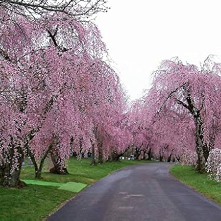 Pink Willow Weeping Tree Seeds for Planting - Image 5