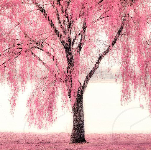Pink Willow Weeping Tree Seeds for Planting - Image 6