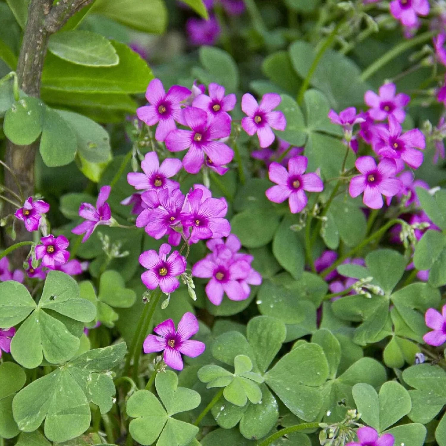 Pink Wood-Sorrel Seeds, Oxalis Debilis, Low-Growing Perennial Herbaceous Ornamental for Pollinator Gardens, Outdoor Flower Beds