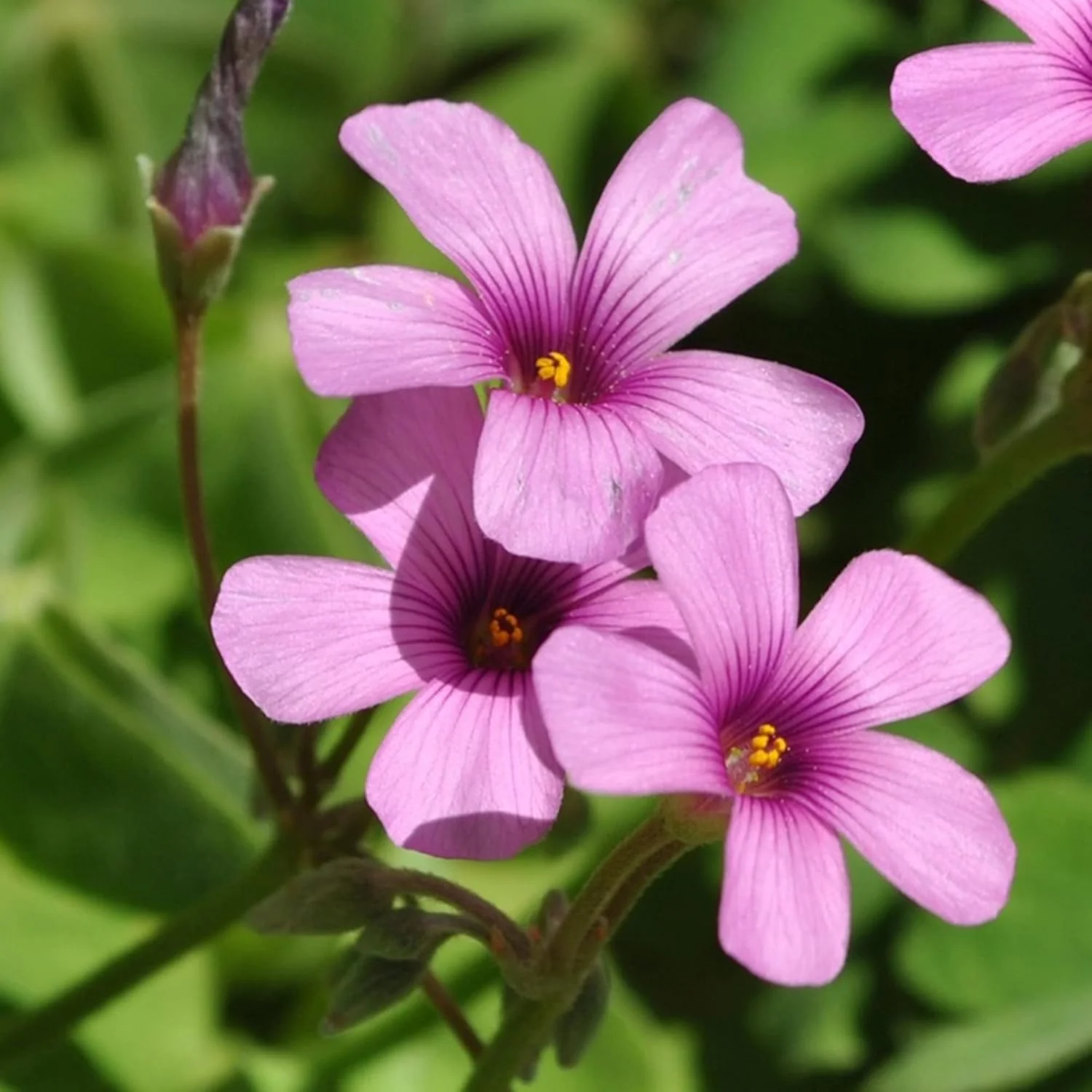 Pink Wood-Sorrel Seeds, Oxalis Debilis, Low-Growing Perennial Herbaceous Ornamental for Pollinator Gardens, Outdoor Flower Beds - Image 3