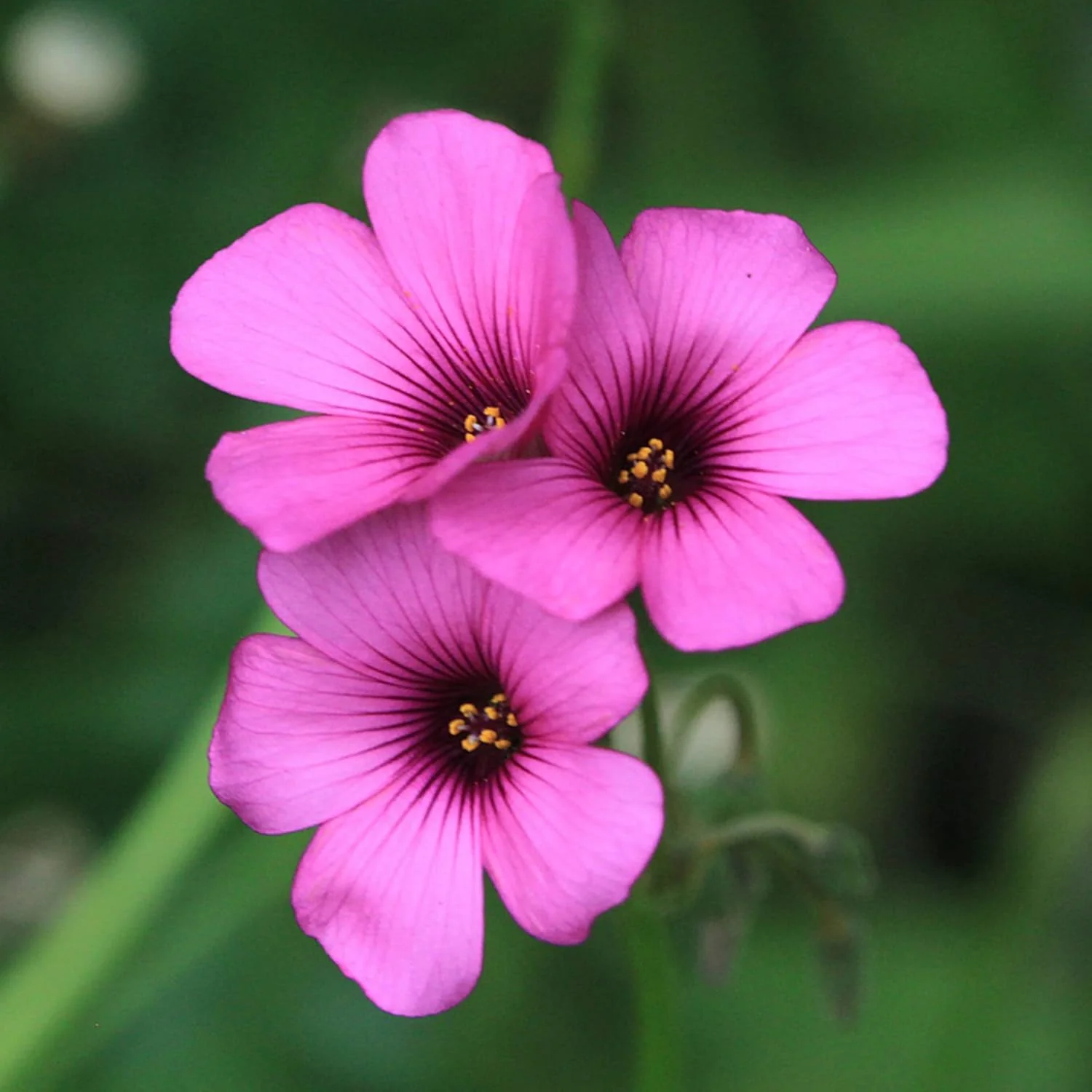 Pink Wood-Sorrel Seeds, Oxalis Debilis, Low-Growing Perennial Herbaceous Ornamental for Pollinator Gardens, Outdoor Flower Beds - Image 4