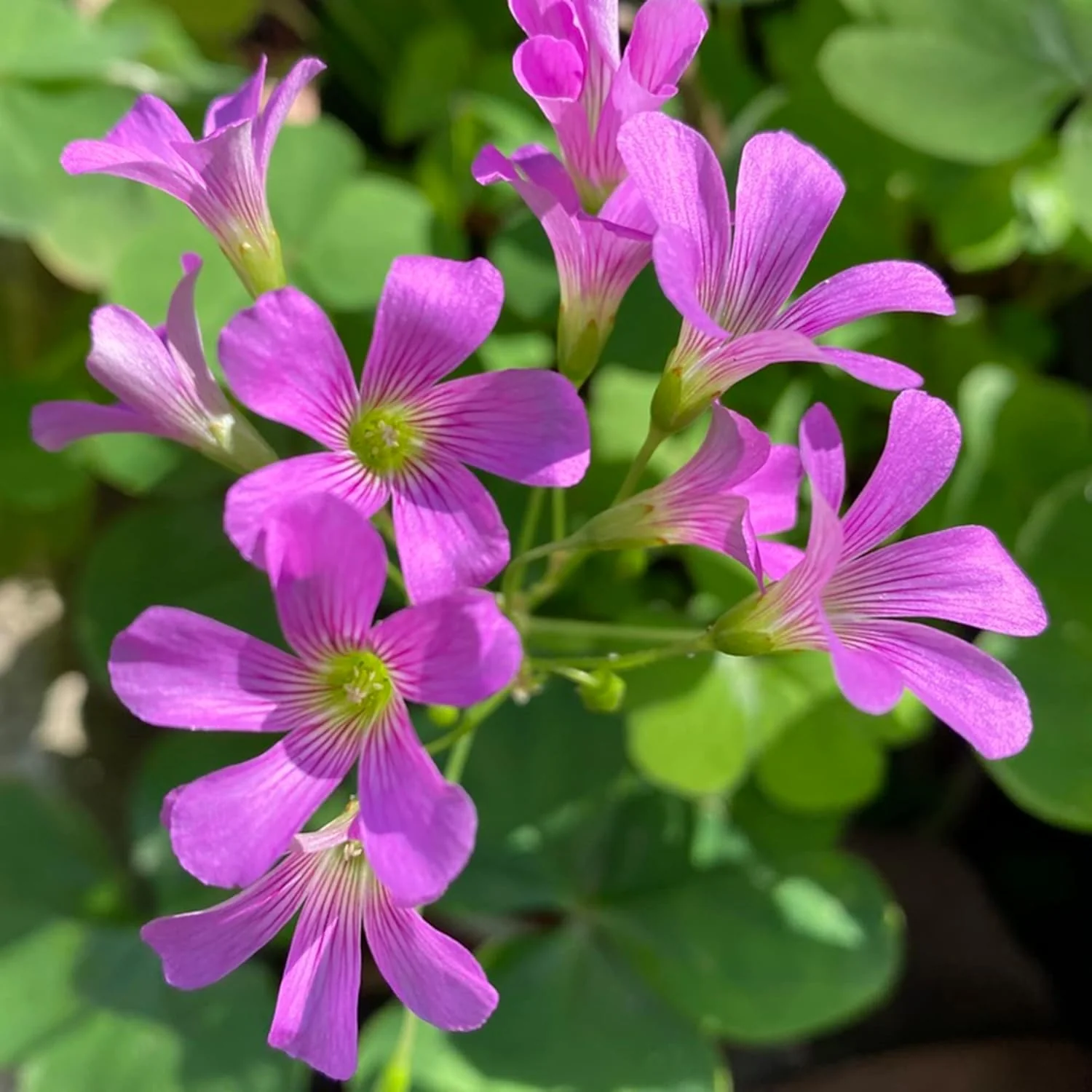 Pink Wood-Sorrel Seeds, Oxalis Debilis, Low-Growing Perennial Herbaceous Ornamental for Pollinator Gardens, Outdoor Flower Beds - Image 5