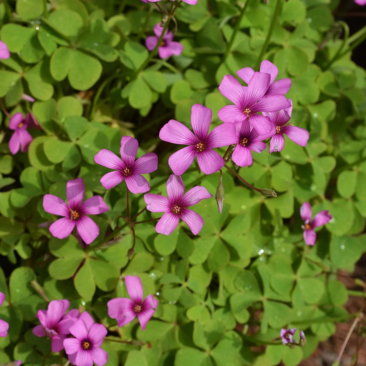 Pink Wood-Sorrel Seeds, Oxalis Debilis, Low-Growing Perennial Herbaceous Ornamental for Pollinator Gardens, Outdoor Flower Beds - Image 6
