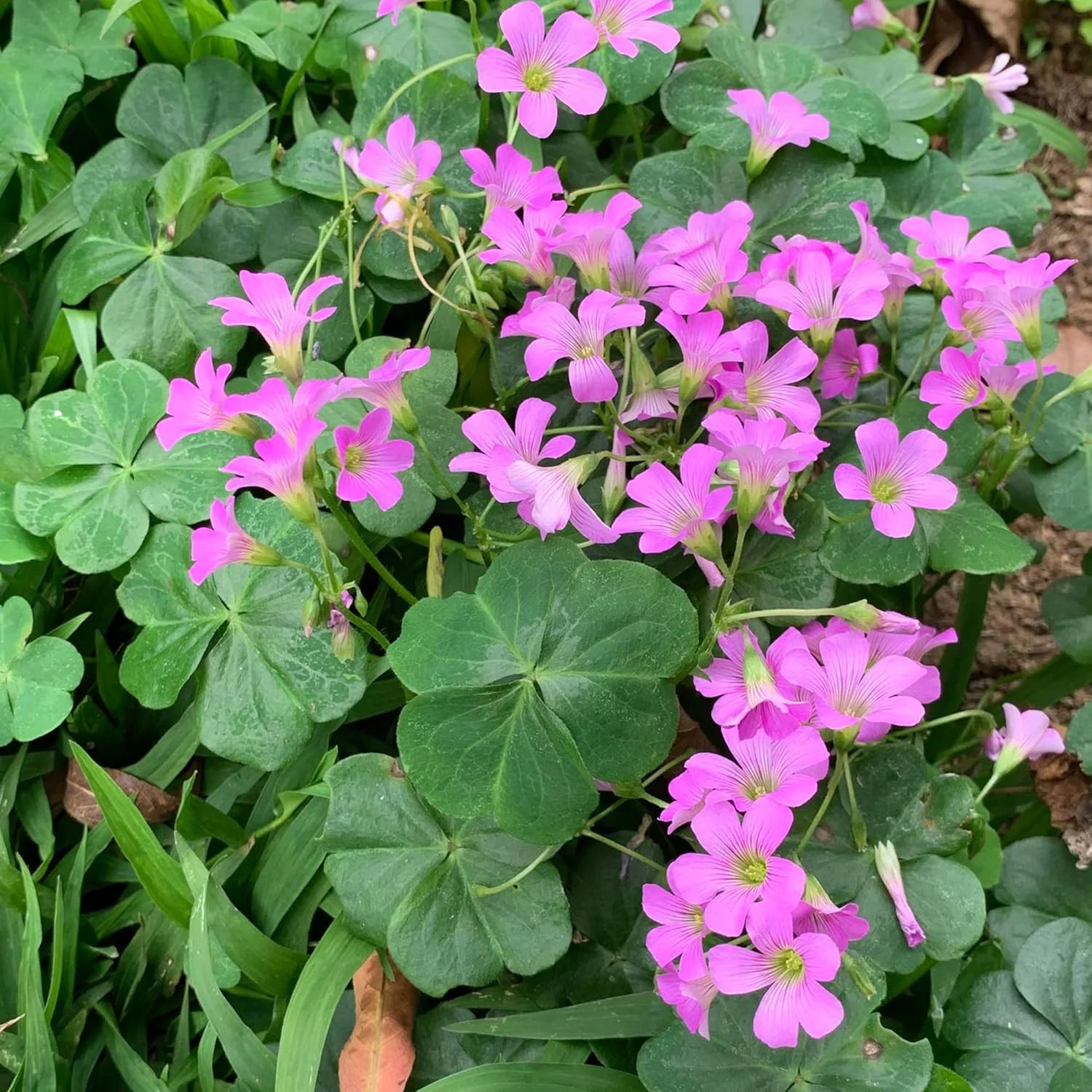 Pink Wood-Sorrel Seeds, Oxalis Debilis, Low-Growing Perennial Herbaceous Ornamental for Pollinator Gardens, Outdoor Flower Beds - Image 7