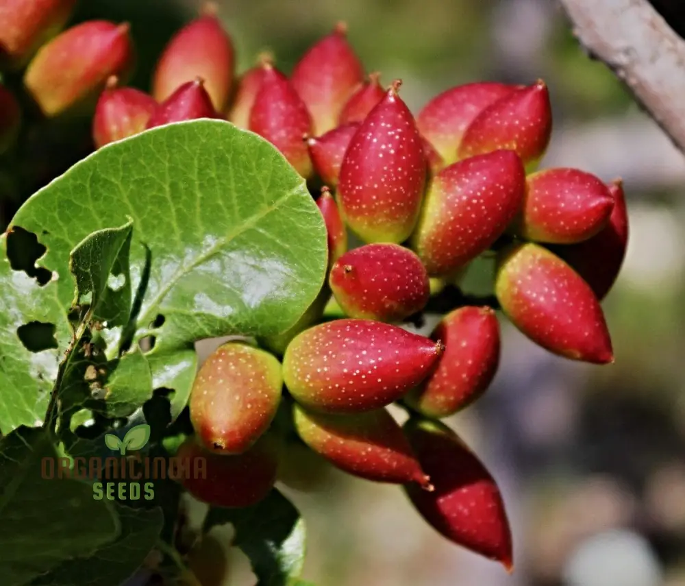 Pista Badam Plant Seeds, Pistachio Nut Plant, Grafted Healthy Pistachio, Nut Grening Plant