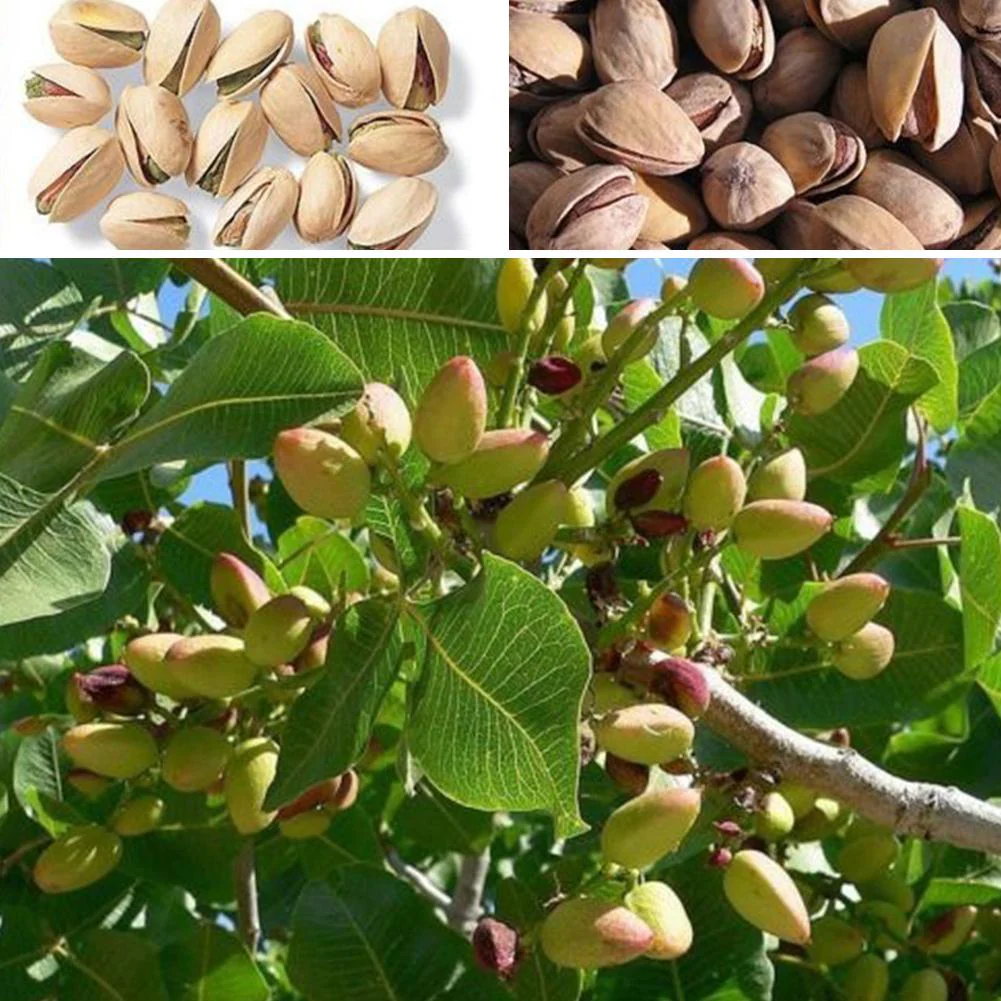 Pistachio Nut Tree Seeds - Image 3