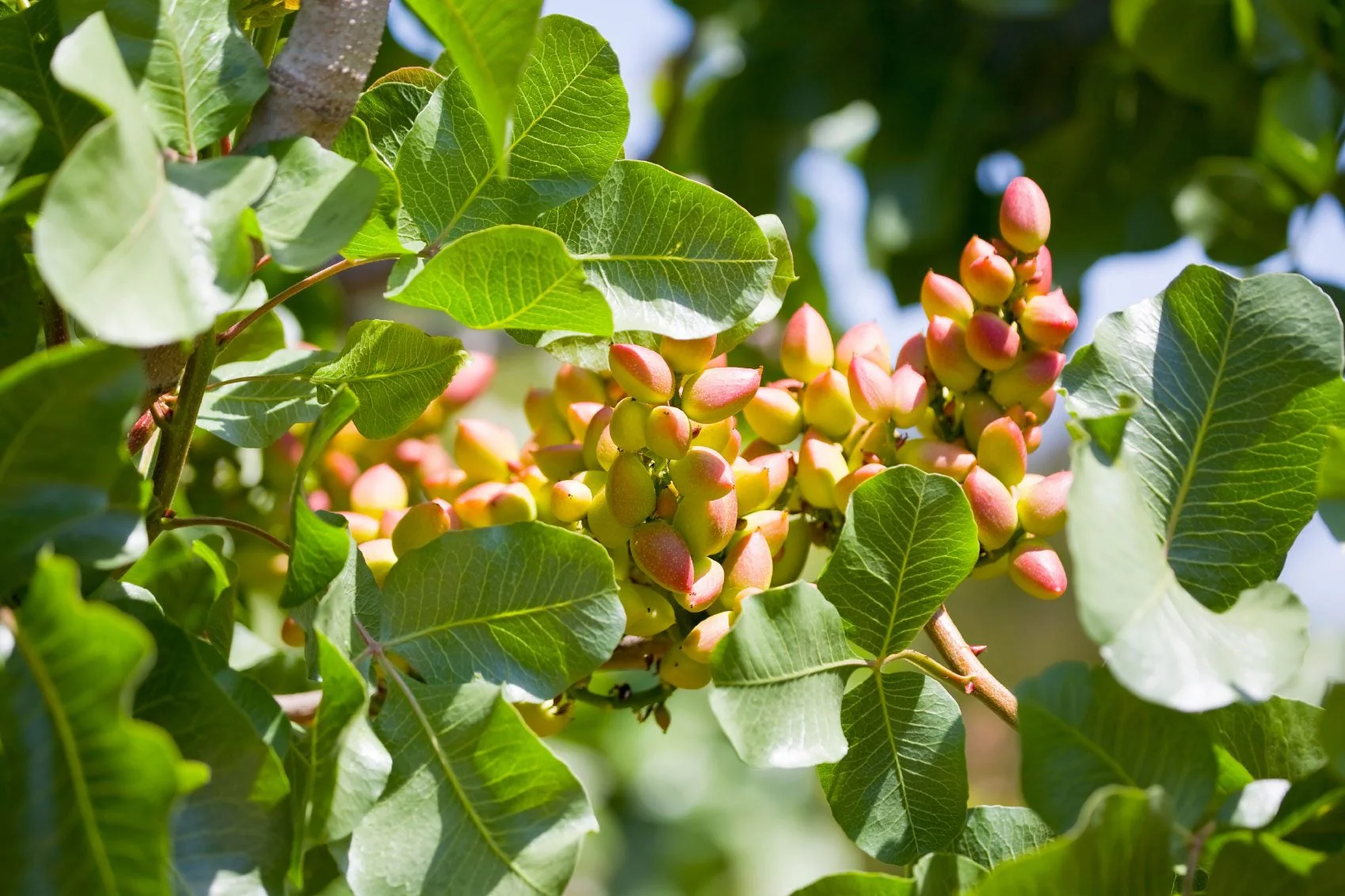 Pistachio Nut Tree Seeds - Image 4