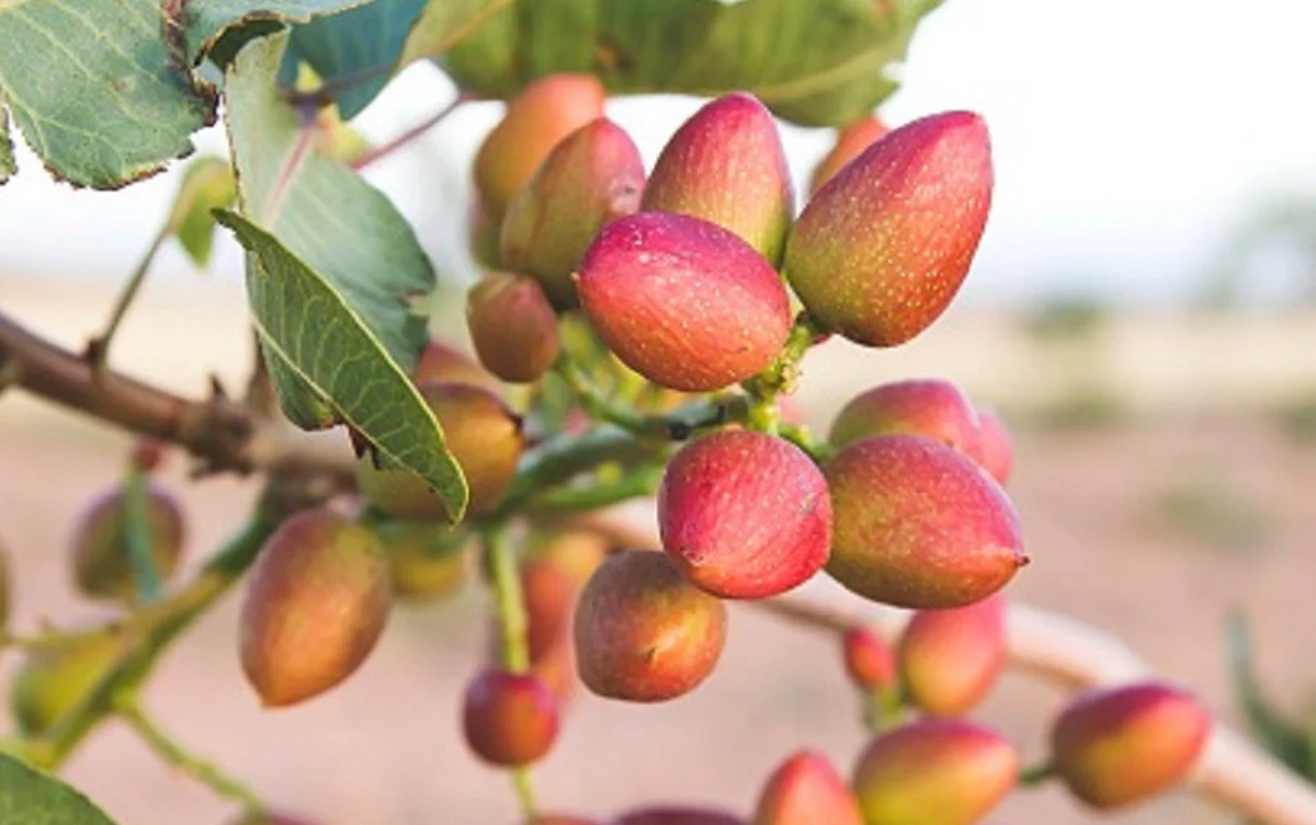 Pistachio Nut Tree Seeds - Image 5