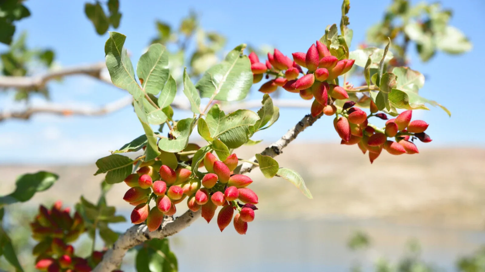 Pistachio Nut Tree (Pistacia vera) – Seeds - Image 6