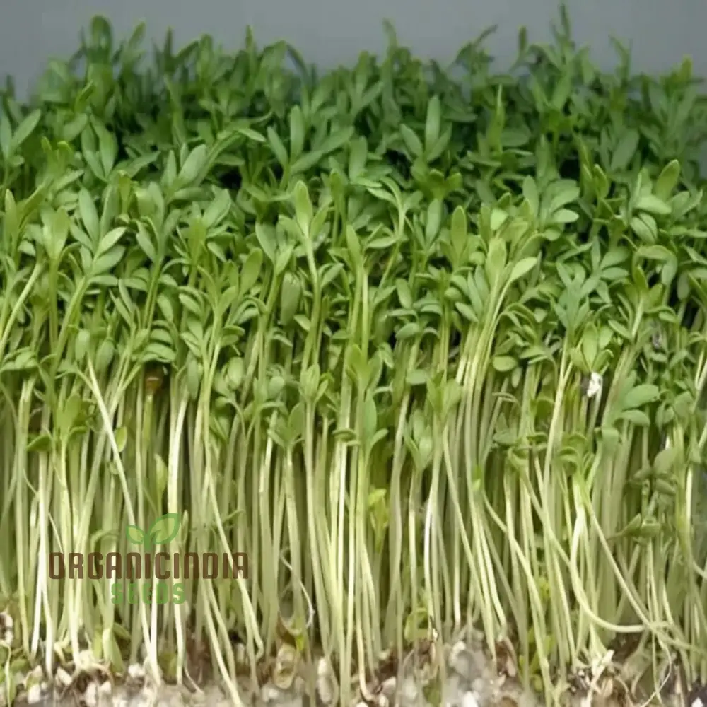 Plain / Curled / Common Cress Seeds – Crisp & Peppery Greens for Salads and Garnishing