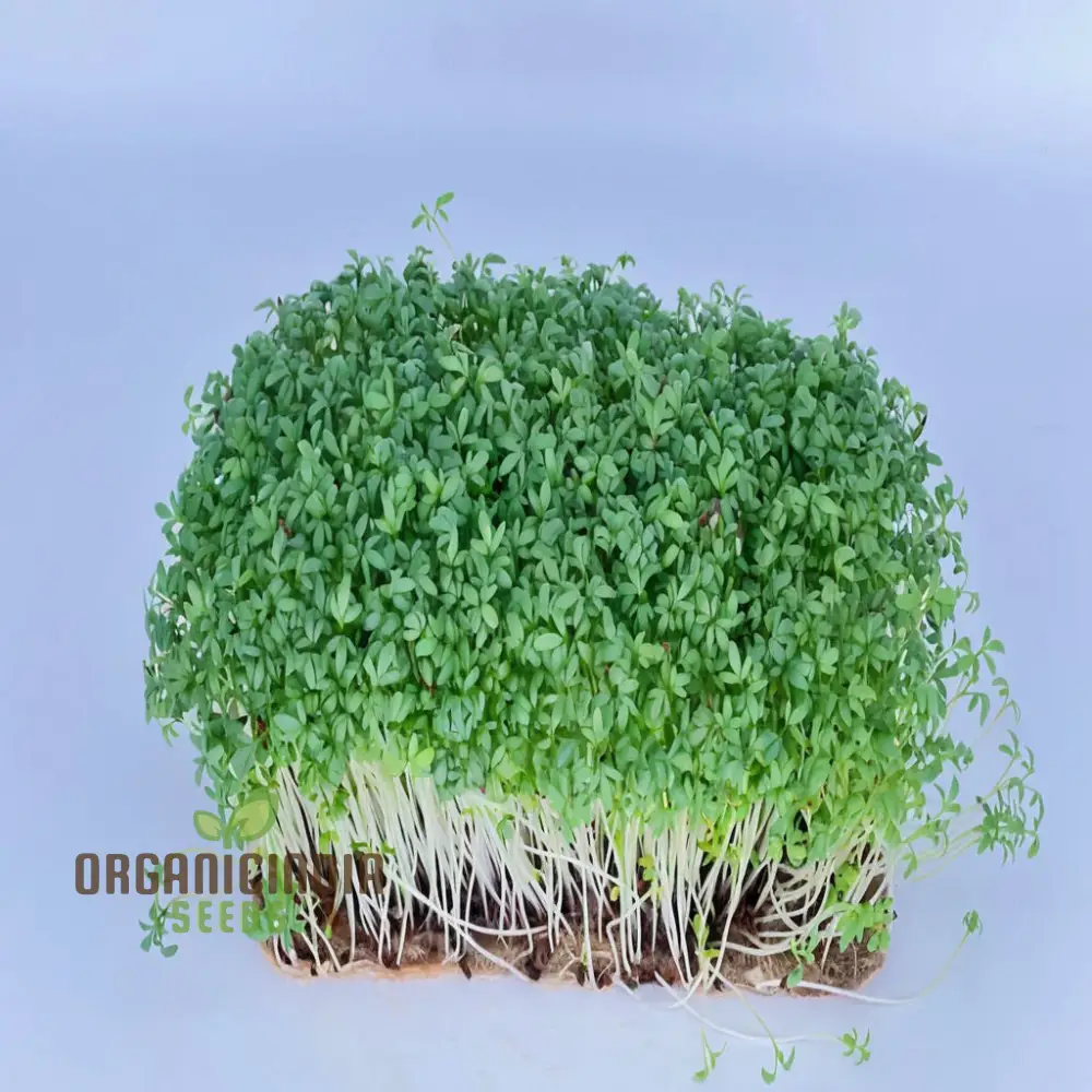 Plain / Curled / Common Cress Seeds – Crisp & Peppery Greens for Salads and Garnishing - Image 3