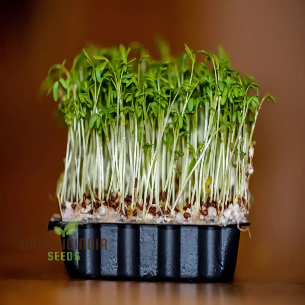 Plain / Curled / Common Cress Seeds – Crisp & Peppery Greens for Salads and Garnishing - Image 4