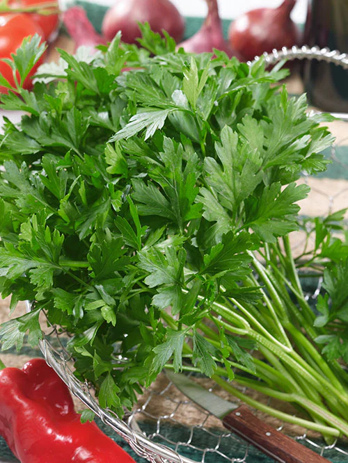Plain or Common Leaf Parsley Seeds – Heirloom, Non-GMO, Fast-Growing Herb for Culinary & Garden – Buy Premium Parsley Seeds Online - Image 2