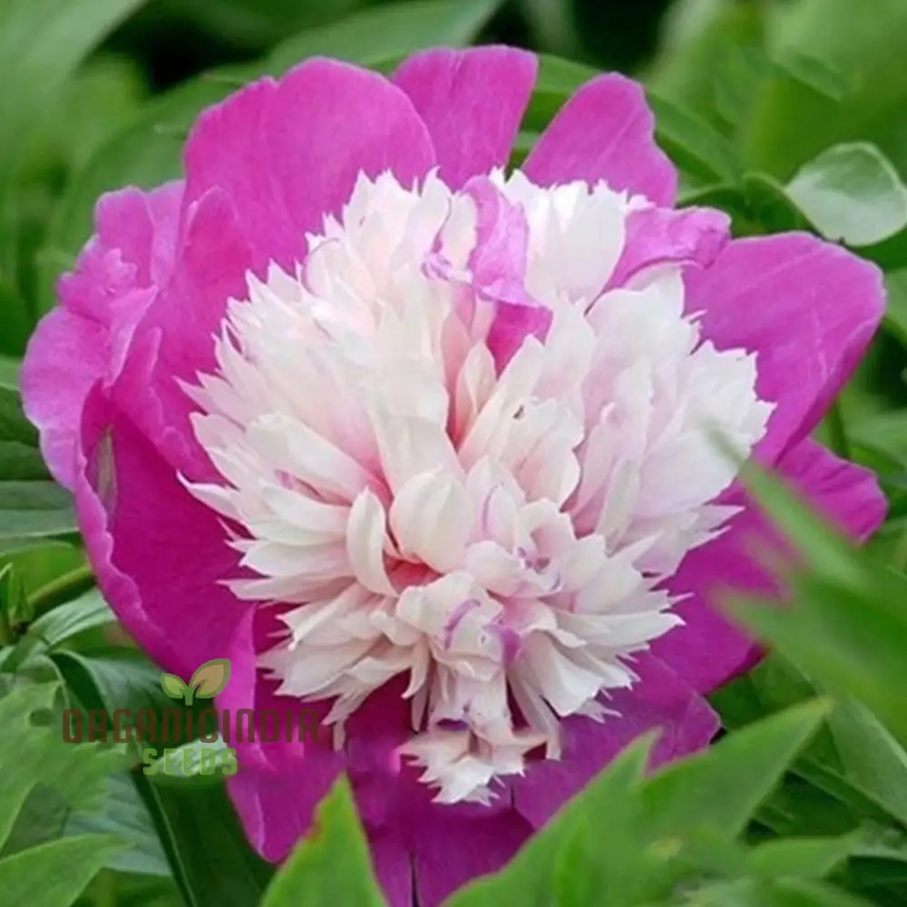 Pink and White Japanese Peony Flower Seeds for Planting