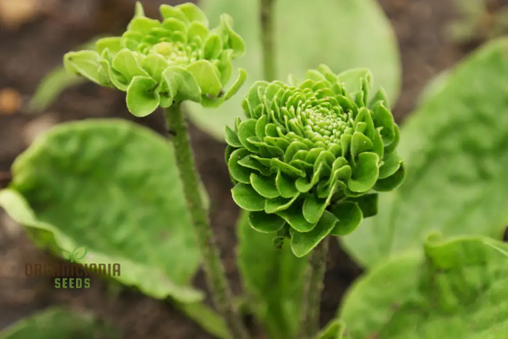 PLANTAGO ROSULARIS 'BOWLES' VARIETY' Seeds – Elevate Your Gardening with Rare, Exquisite Blooms!