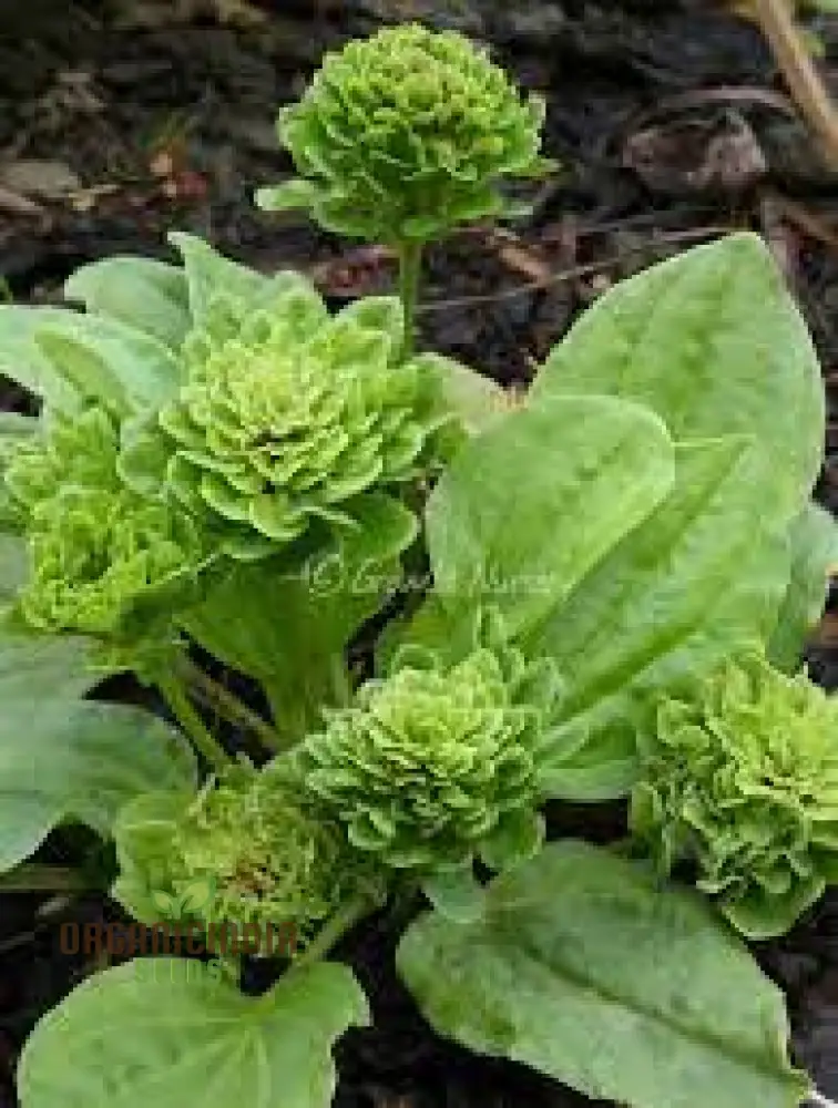 PLANTAGO ROSULARIS 'BOWLES' VARIETY' Seeds – Elevate Your Gardening with Rare, Exquisite Blooms! - Image 3