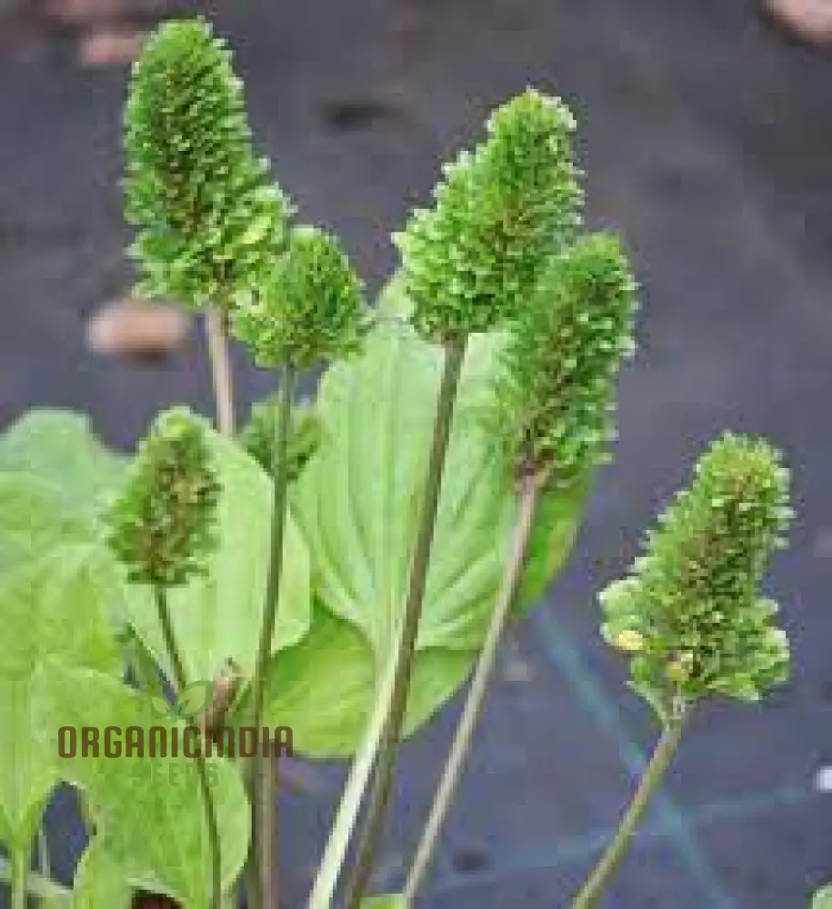 PLANTAGO ROSULARIS 'BOWLES' VARIETY' Seeds – Elevate Your Gardening with Rare, Exquisite Blooms! - Image 4
