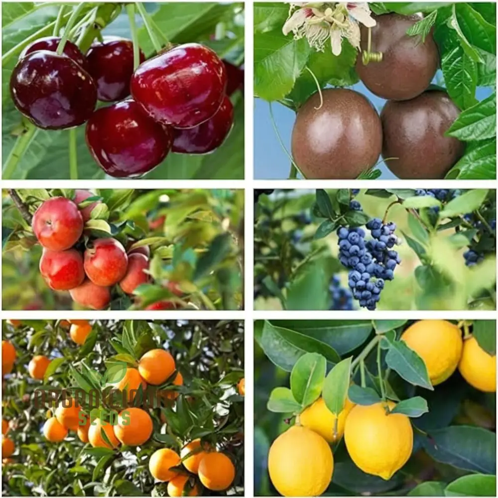 Planting a Diverse Fruit Garden, A Complete Guide to Growing Fresh Lemon, Cherry, Orange, Apple, Passion Fruit, and Blueberry from Mixed Fruit Seeds