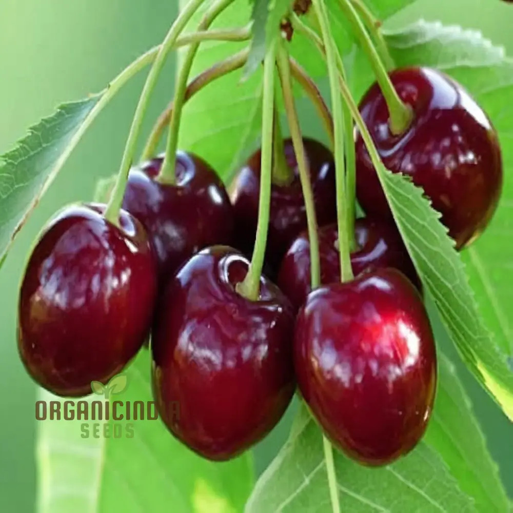 Planting a Diverse Fruit Garden, A Complete Guide to Growing Fresh Lemon, Cherry, Orange, Apple, Passion Fruit, and Blueberry from Mixed Fruit Seeds - Image 3