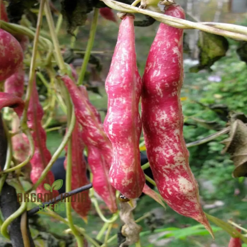 Planting and Gardening with Borlotti Bean Seeds, An In-Depth Guide to Growing This Versatile Vegetable Planting Seeds - Image 3