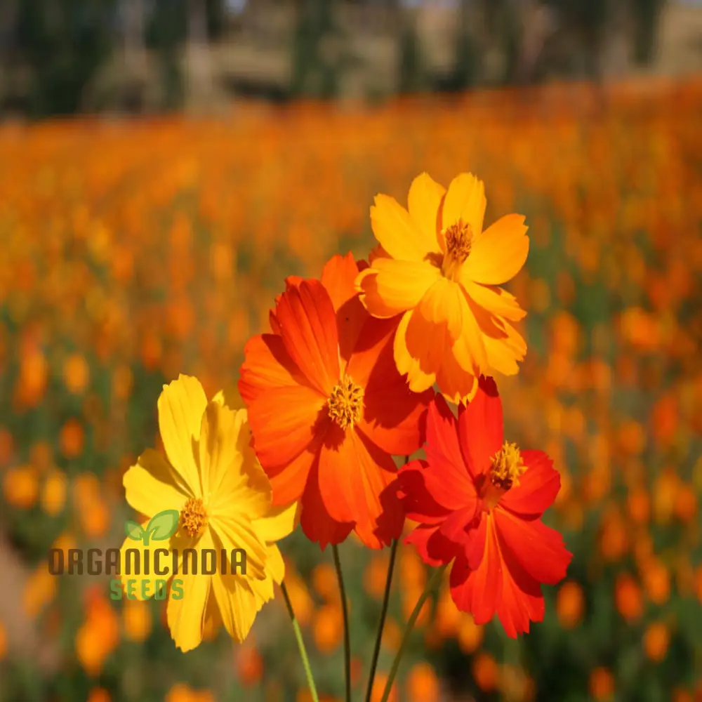 Planting and Gardening with Cosmos Bright Lights Mix Flower Seeds, A Complete Guide to Growing These Vibrant Flower Seeds