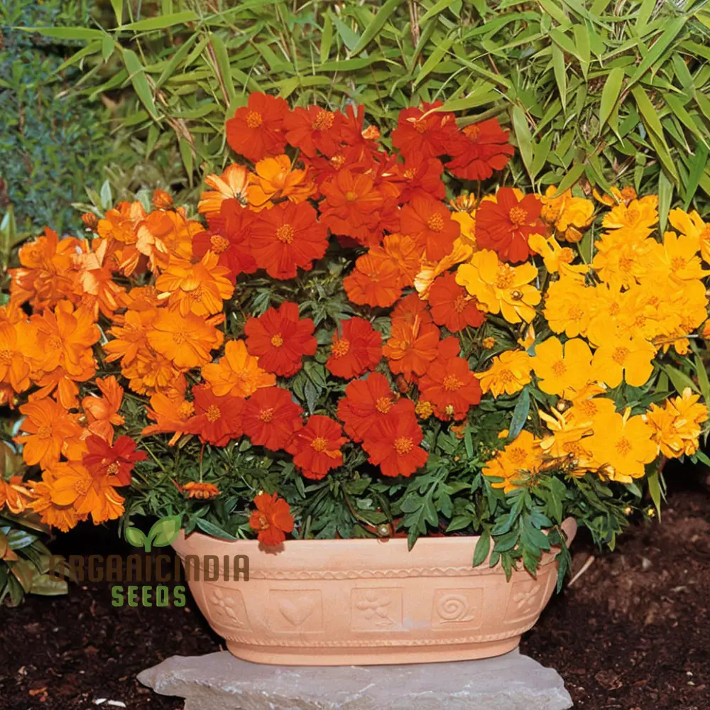 Planting and Gardening with Cosmos Bright Lights Mix Flower Seeds, A Complete Guide to Growing These Vibrant Flower Seeds - Image 3