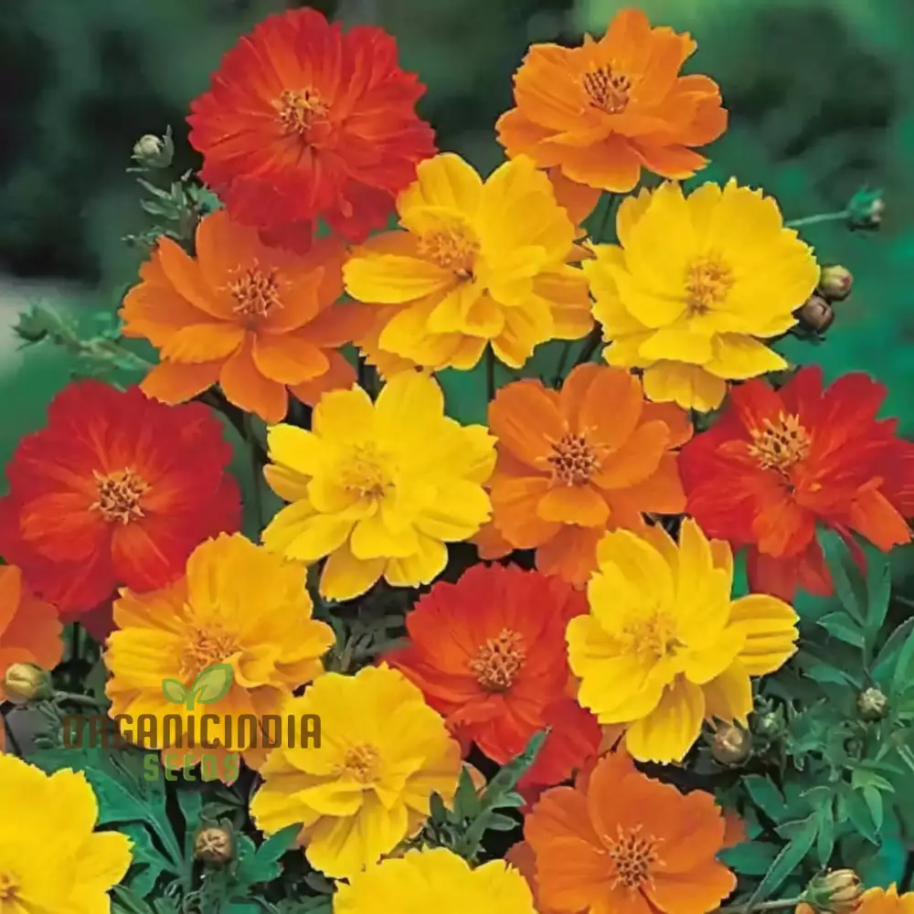 Planting and Gardening with Cosmos Bright Lights Mix Flower Seeds, A Complete Guide to Growing These Vibrant Flower Seeds - Image 4