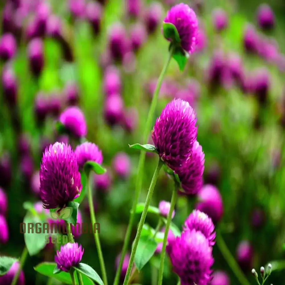 Globe Amaranth Flower Seeds for Planting,Vibrant and Lush Garden - Image 3