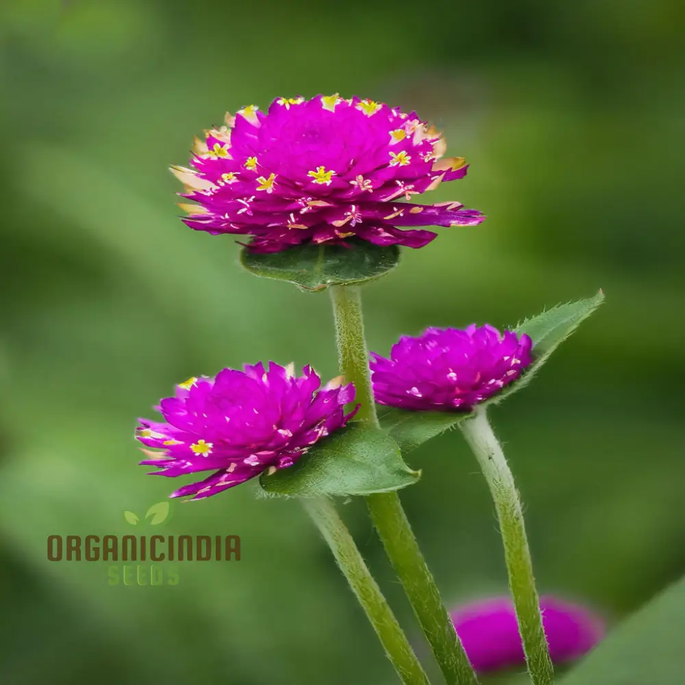 Globe Amaranth Flower Seeds for Planting,Vibrant and Lush Garden - Image 4