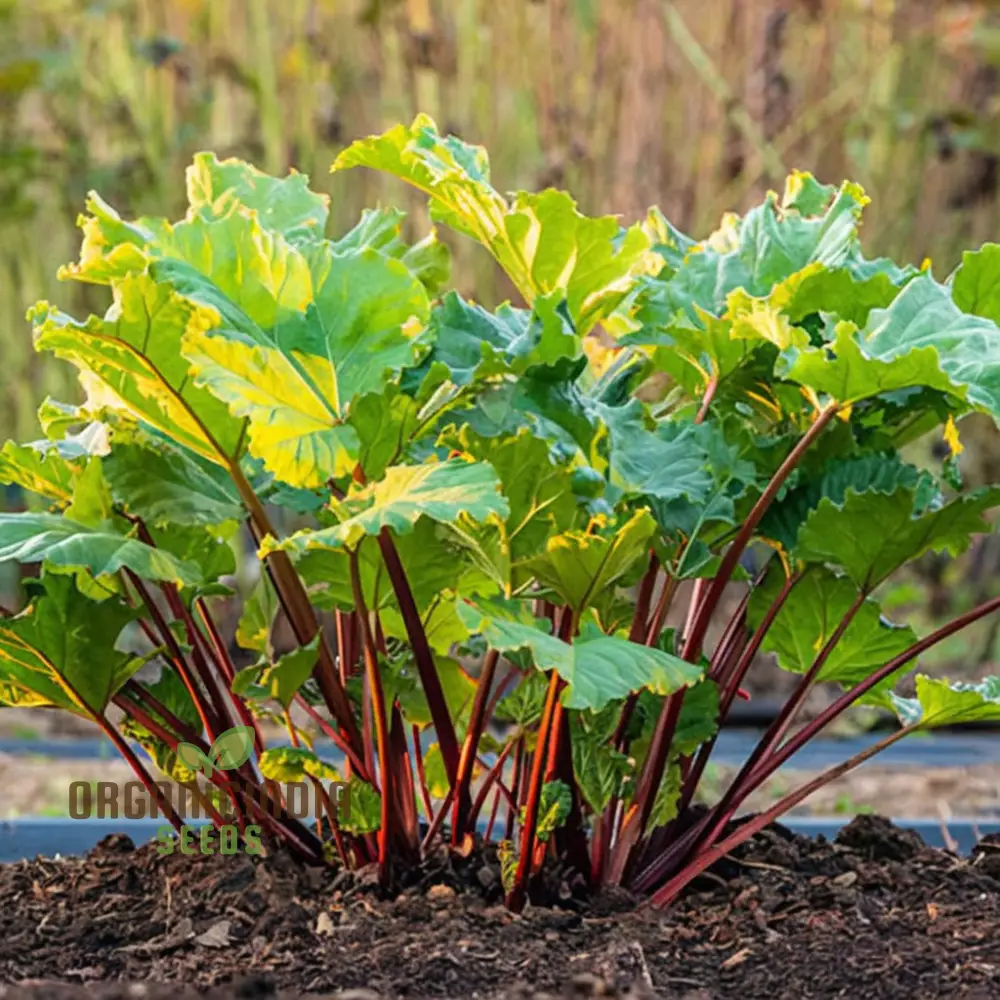 Planting and Gardening with Rhubarb Leafy Vegetable Seeds, An Extensive Guide to Growing This Nutritious Crop