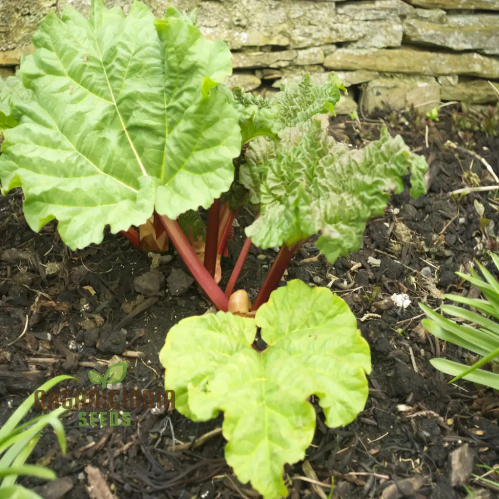 Planting and Gardening with Rhubarb Leafy Vegetable Seeds, An Extensive Guide to Growing This Nutritious Crop - Image 4
