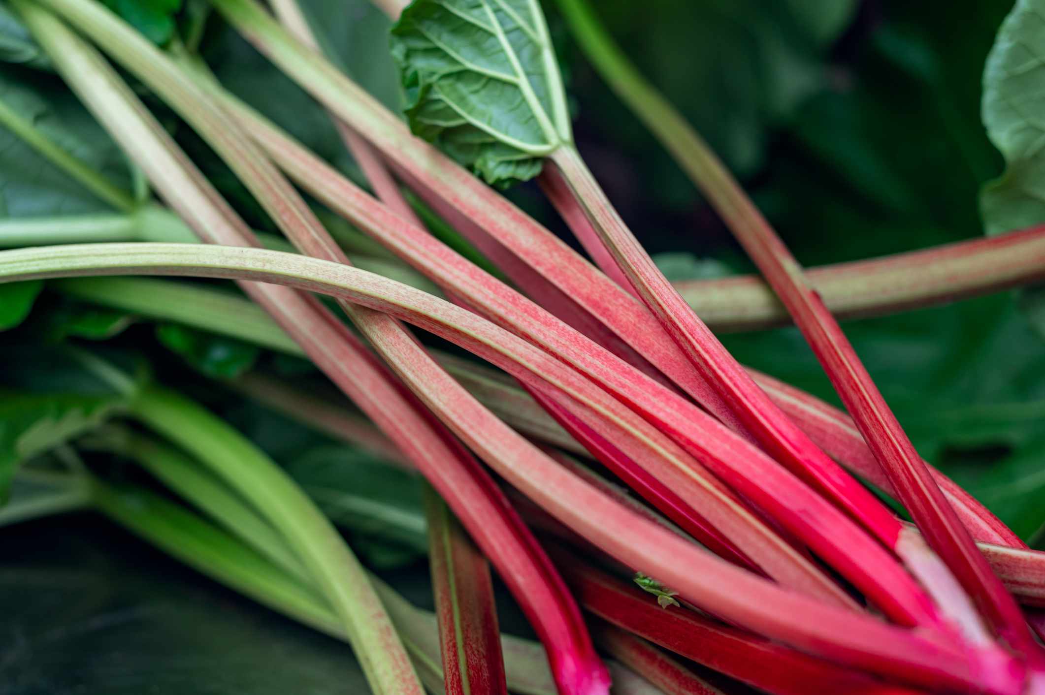 Planting and Gardening with Rhubarb Leafy Vegetable Seeds, An Extensive Guide to Growing This Nutritious Crop - Image 5