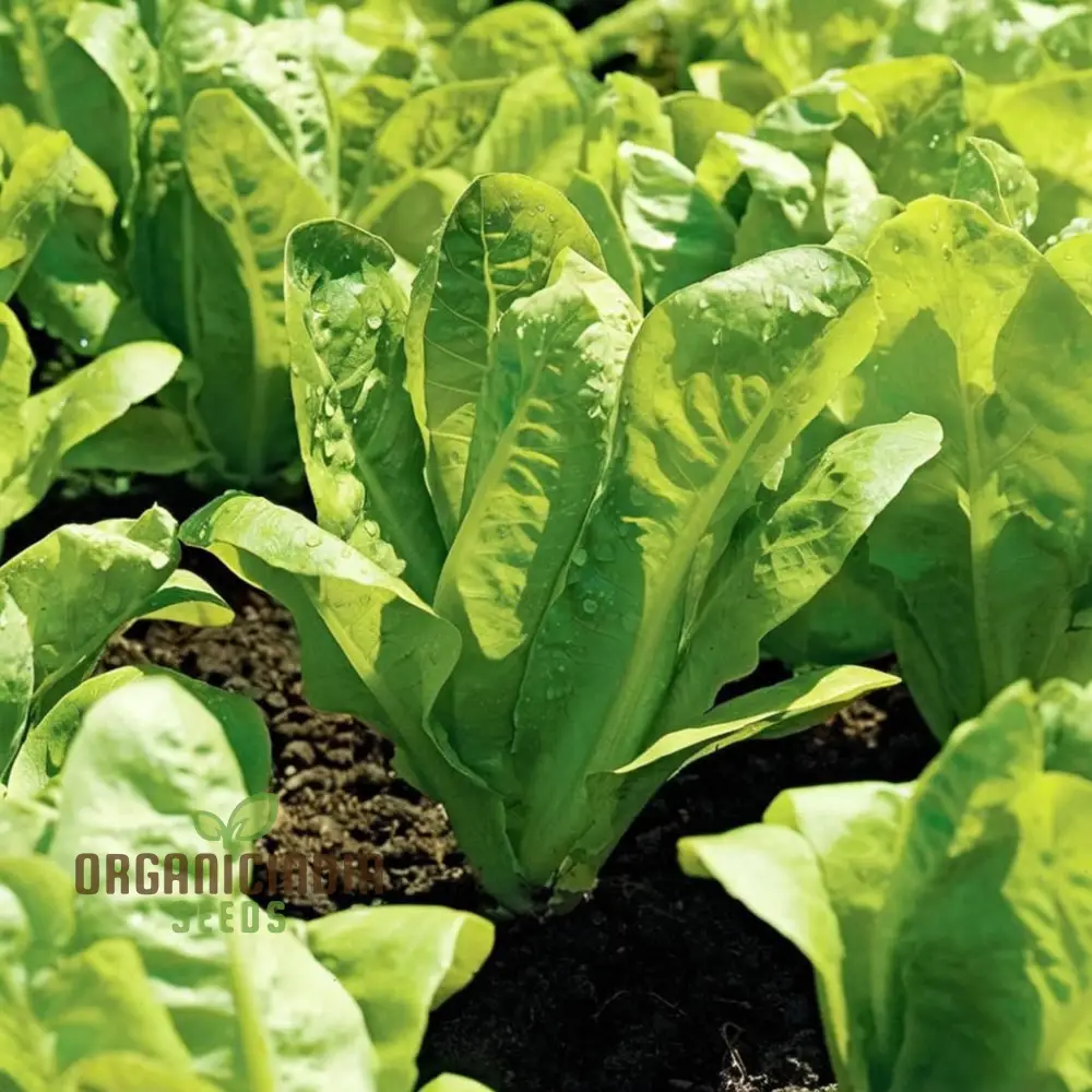 Planting and Gardening with Vegetable Lettuce 'Saladin Iceberg' Seeds, A Comprehensive Guide to Growing Crisp, Delicious Greens