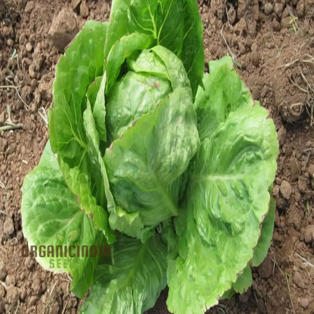 Planting and Gardening with Vegetable Lettuce 'Saladin Iceberg' Seeds, A Comprehensive Guide to Growing Crisp, Delicious Greens - Image 3