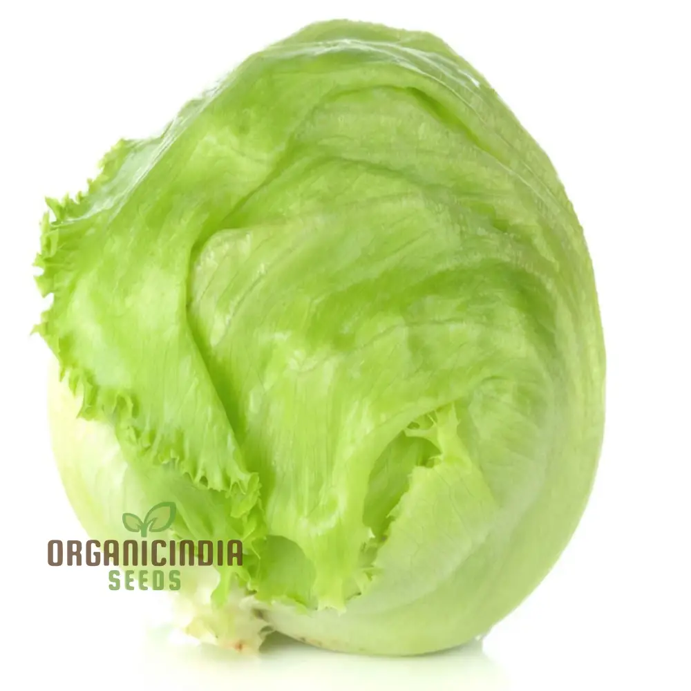 Planting and Gardening with Vegetable Lettuce 'Saladin Iceberg' Seeds, A Comprehensive Guide to Growing Crisp, Delicious Greens - Image 4