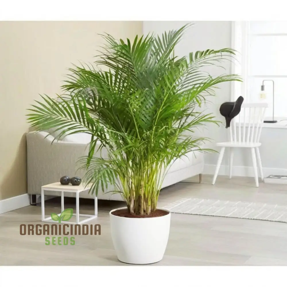 Planting Areca Palm Tree Seeds, Expert Gardening Tips to Grow Your Own Citrus Delight