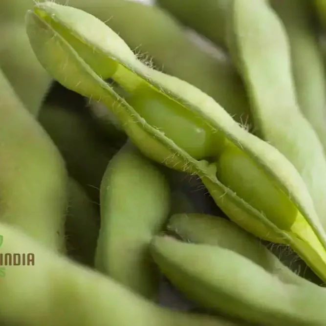 Planting Fiskeby Soybean Vegetable Seeds, Comprehensive Gardening Guide for Successful Cultivation - Image 3