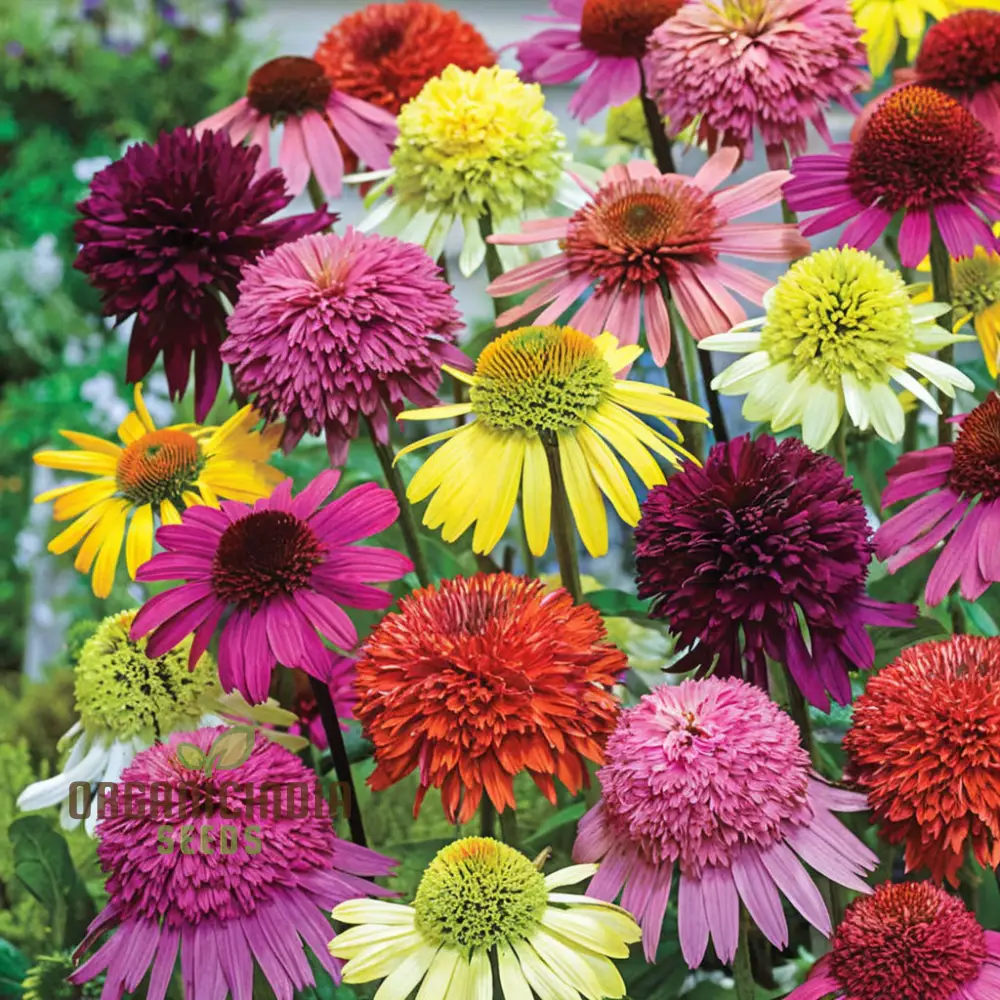 Mixed Coneflower Seeds for Planting, A Comprehensive Guide to Gardening with Echinacea for a Vibrant and Healthy Garden