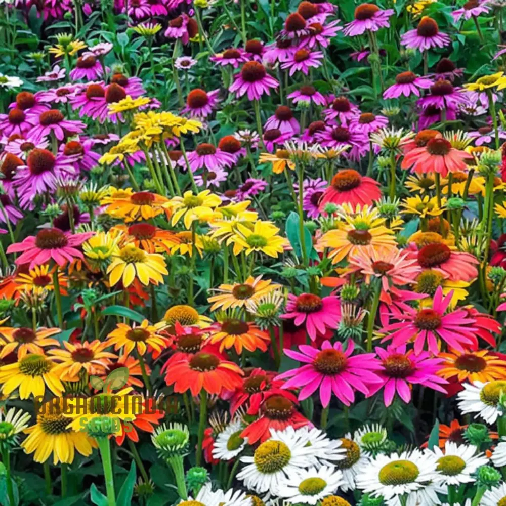 Mixed Coneflower Seeds for Planting, A Comprehensive Guide to Gardening with Echinacea for a Vibrant and Healthy Garden - Image 3