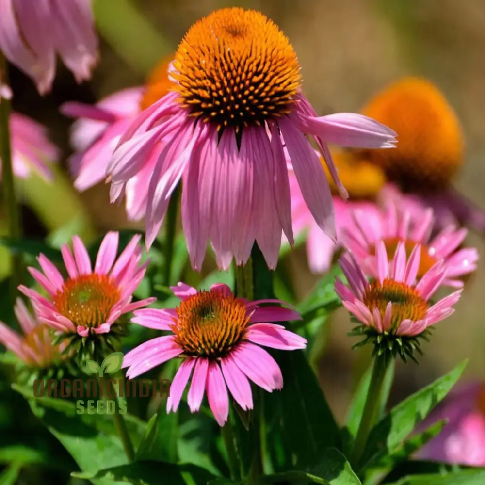 Mixed Coneflower Seeds for Planting, A Comprehensive Guide to Gardening with Echinacea for a Vibrant and Healthy Garden - Image 4