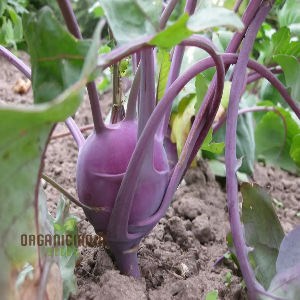 Purple Kohlrabi Planting Seeds, Cultivate Beauty and Flavor in Your Garden