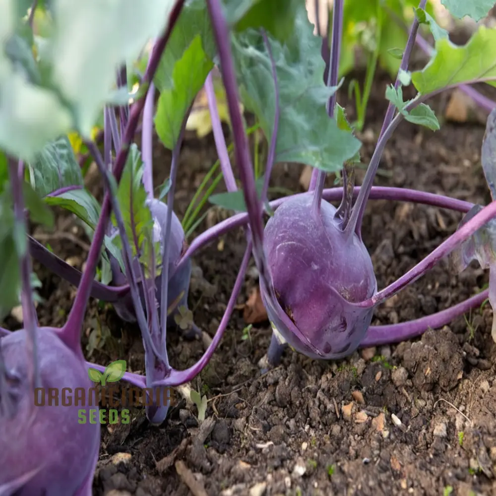 Purple Kohlrabi Planting Seeds, Cultivate Beauty and Flavor in Your Garden - Image 3
