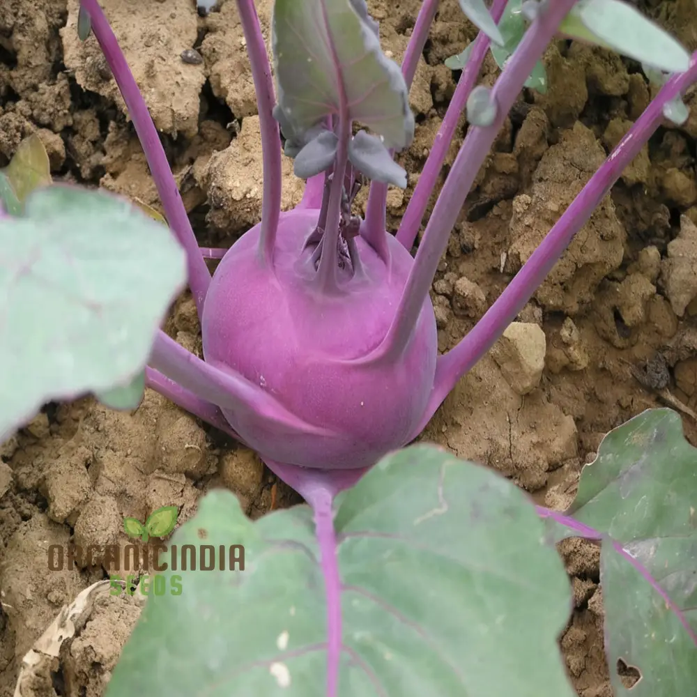 Purple Kohlrabi Planting Seeds, Cultivate Beauty and Flavor in Your Garden - Image 4