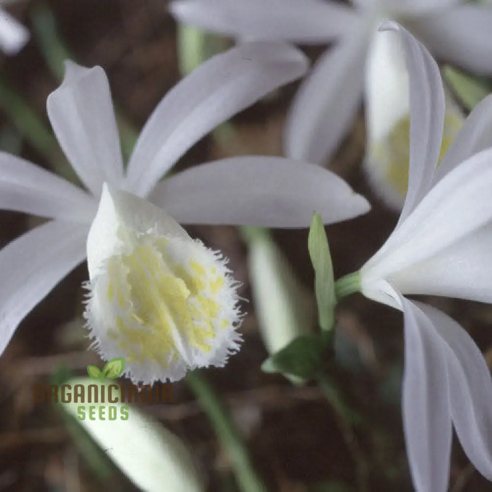 Pleione Orchid Seeds – Elevate Your Gardening with Exotic, Stunning Blooms and Unique Elegance!