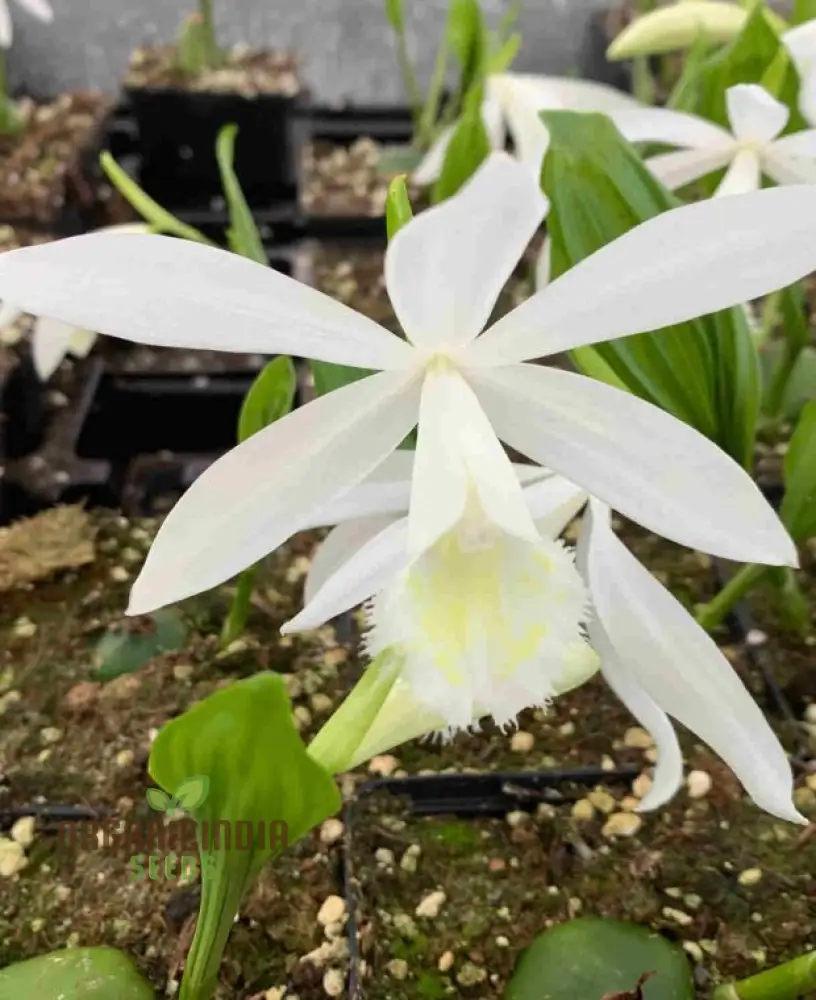 Pleione Orchid Seeds – Elevate Your Gardening with Exotic, Stunning Blooms and Unique Elegance! - Image 3