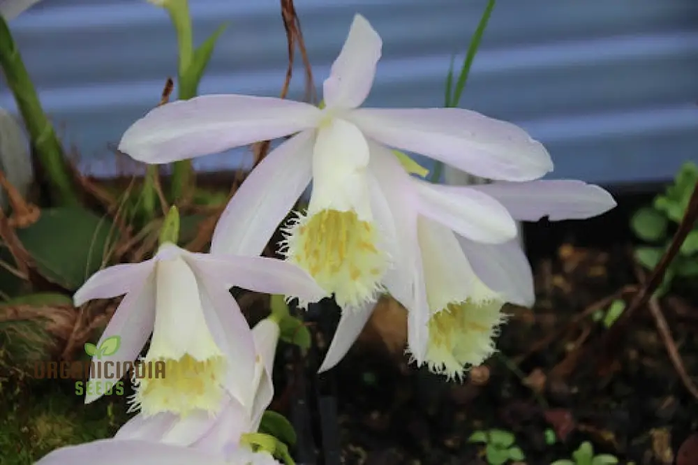 Pleione Orchid Seeds – Elevate Your Gardening with Exotic, Stunning Blooms and Unique Elegance! - Image 4