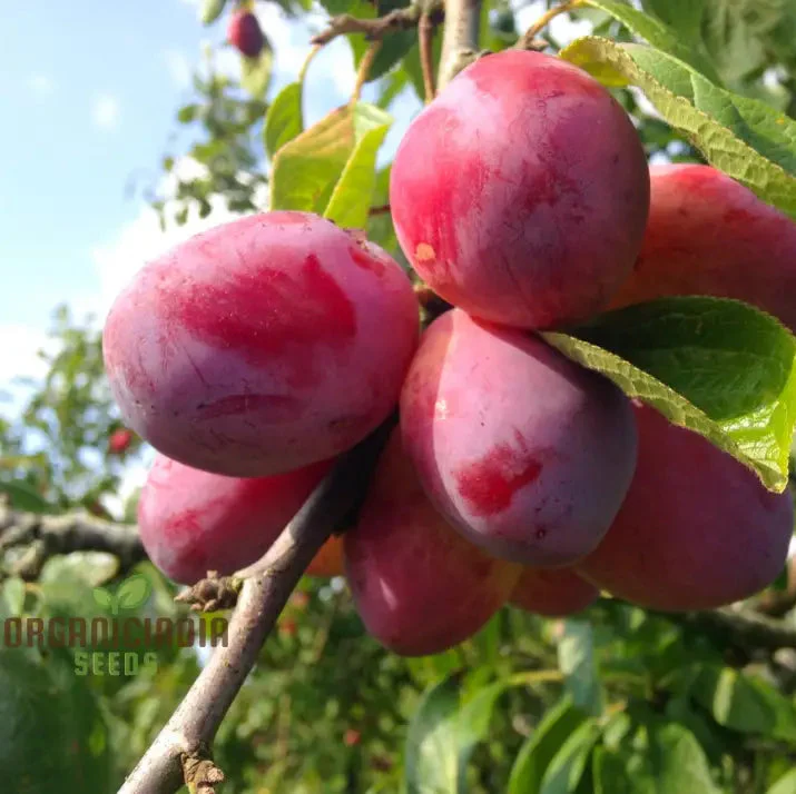 Plum Victoria Seeds – Sweet Juicy Fruit Variety for Home Garden Planting