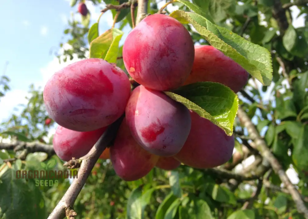 Plum Victoria Seeds – Sweet Juicy Fruit Variety for Home Garden Planting - Image 2